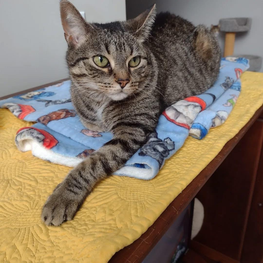Alma, Adoptable, Adult Female Domestic Short Hair.