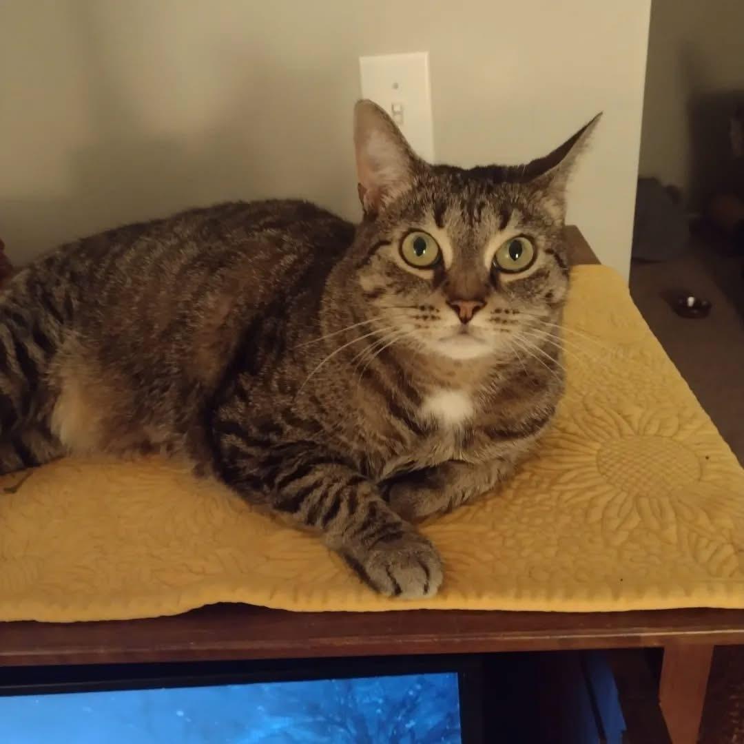 Enlarge Alma, a Adoptable Domestic Short Hair in Bridgewater, NJ image 3/4