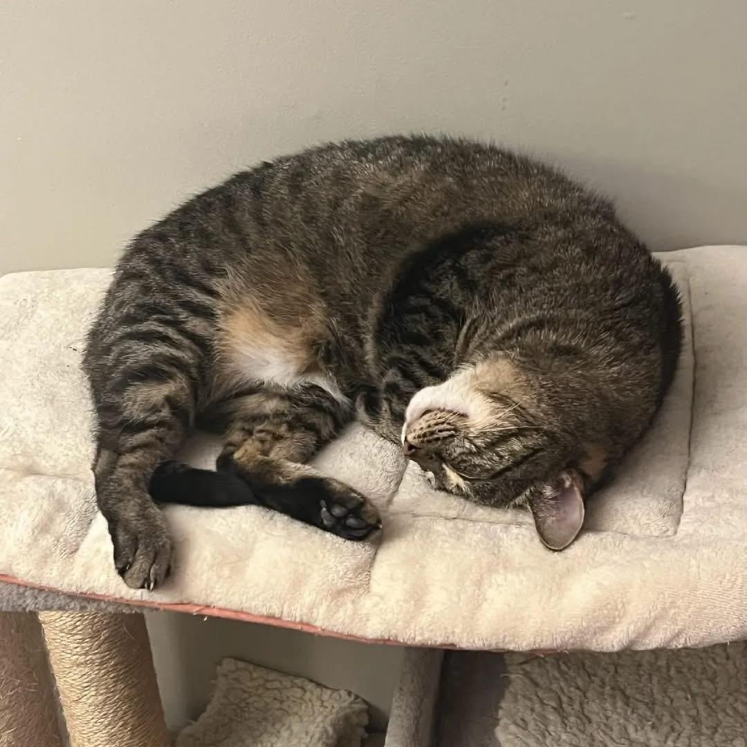 Enlarge Alma, a Adoptable Domestic Short Hair in Bridgewater, NJ image 2/4