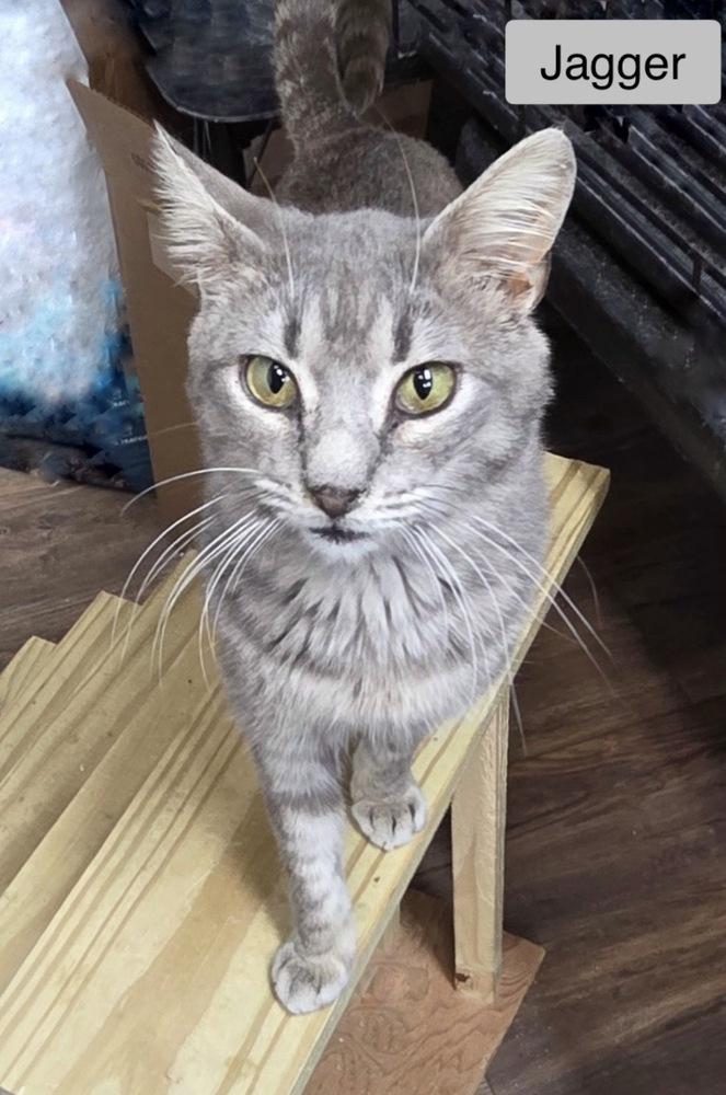 Jagger, Adopted, Young Male Domestic Short Hair.