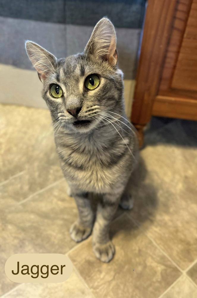 Jagger, Adopted, Young Male Domestic Short Hair.