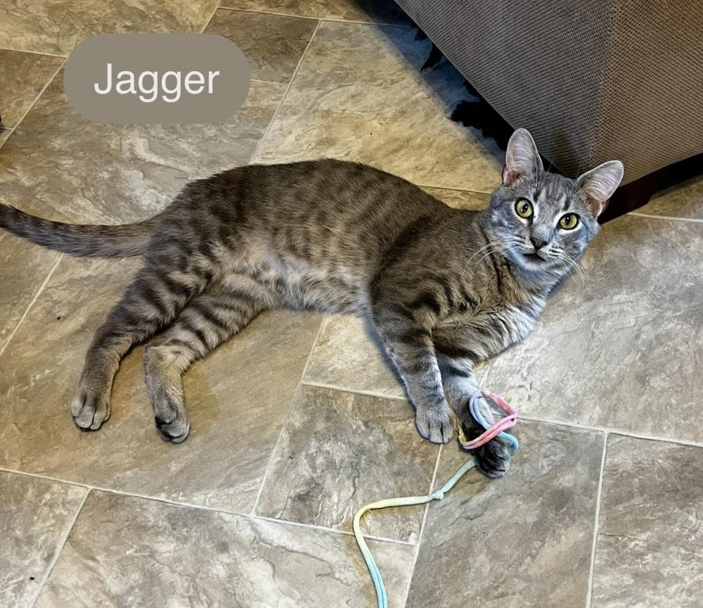 Jagger, a Adopted Domestic Short Hair in Chalfont, PA image 2/6