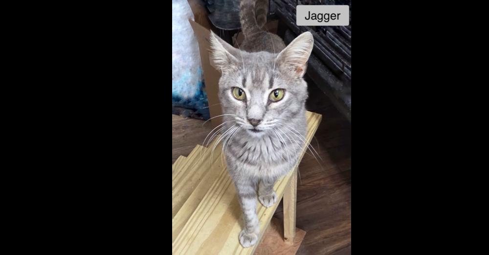 Jagger, Adopted, Young Male Domestic Short Hair.