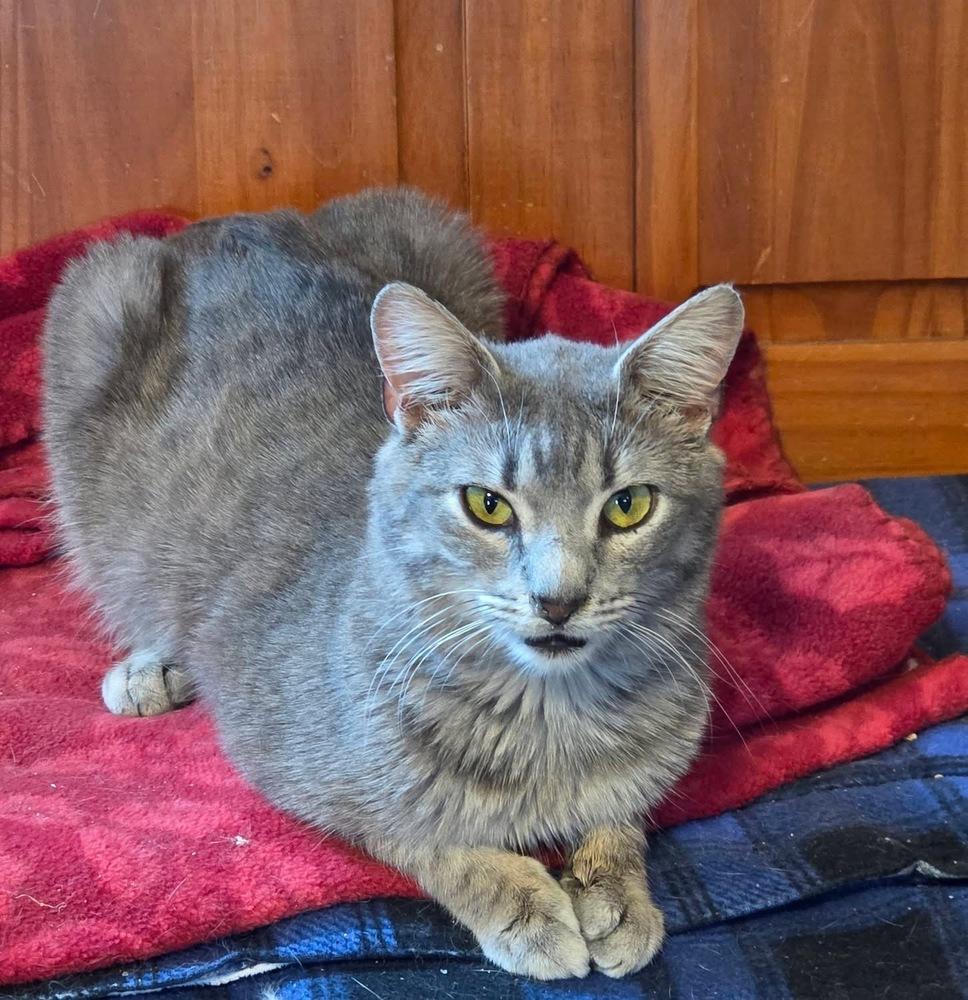 Enlarge Jagger, a Adopted Domestic Short Hair in Chalfont, PA image 2/4