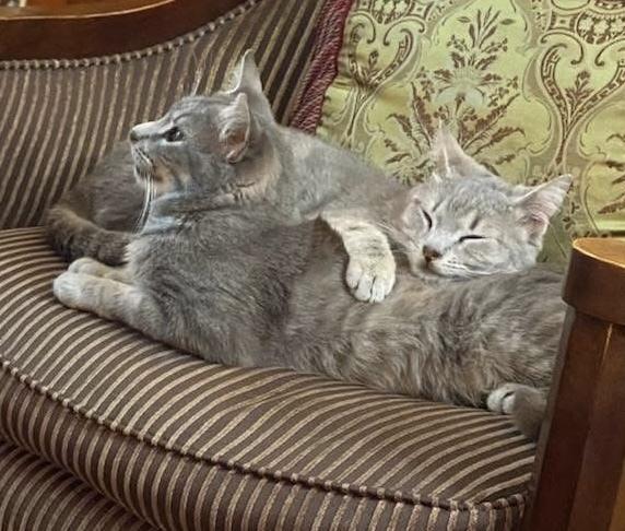 Enlarge Jagger, a Adopted Domestic Short Hair in Chalfont, PA image 3/4