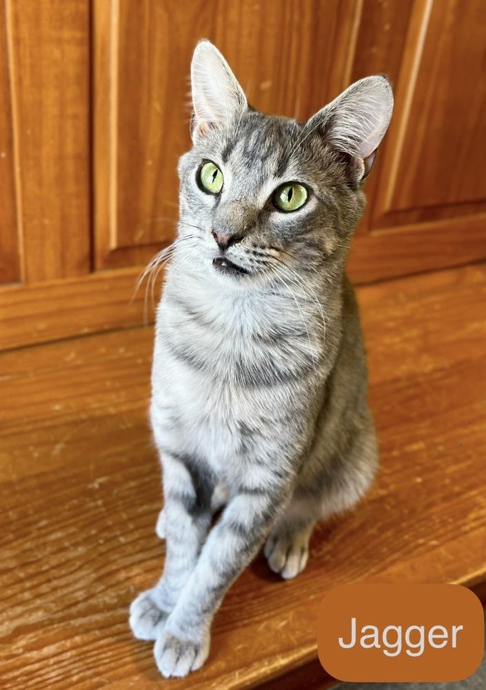 Jagger, a Adopted Domestic Short Hair in Chalfont, PA image 6/6