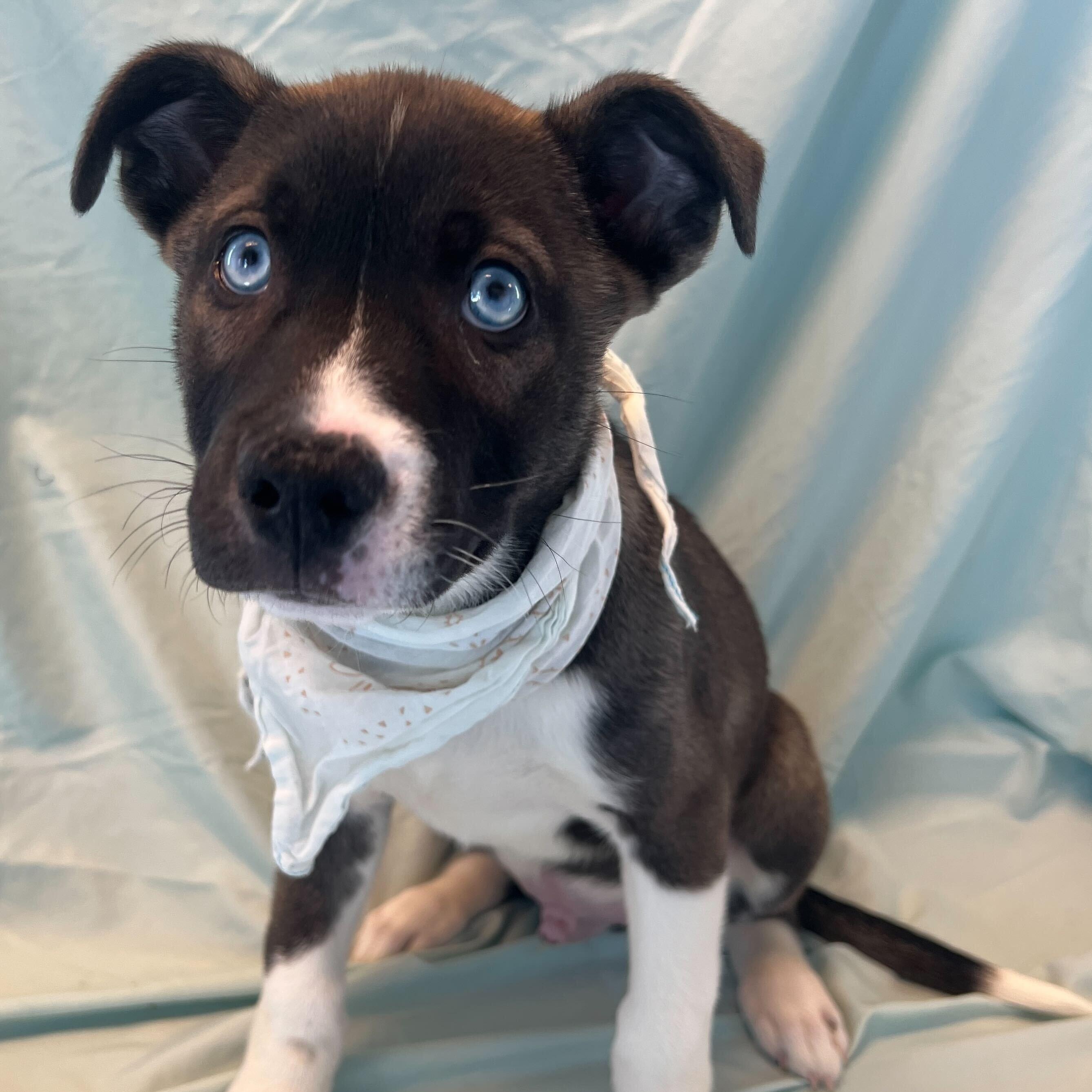 Sunkist, adopted, Puppy Male Mixed Breed.