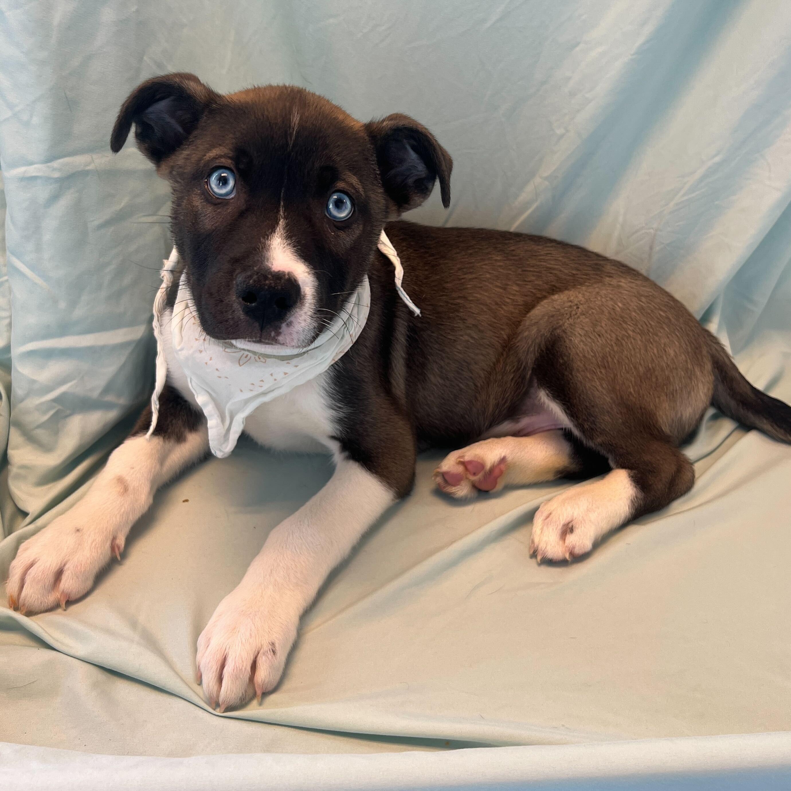 Enlarge Sunkist, an adopted Mixed Breed in Canal Winchester, OH image 3/3