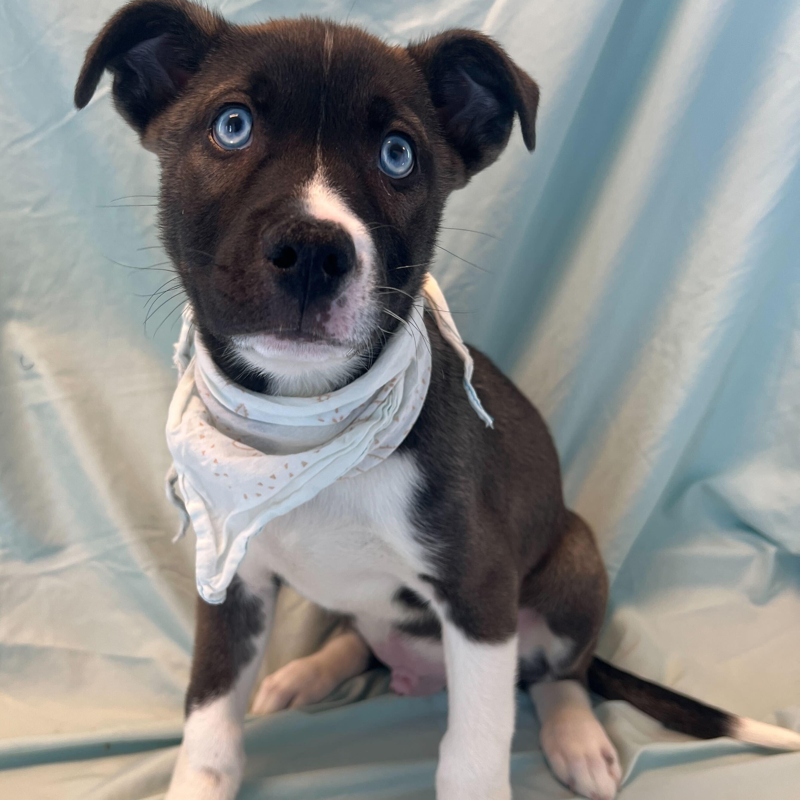 Enlarge Sunkist, an adopted Mixed Breed in Canal Winchester, OH image 2/3