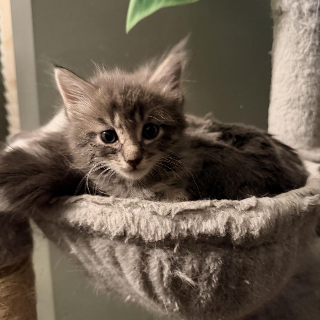 Smokey, Adoptable, Kitten Male Domestic Short Hair.