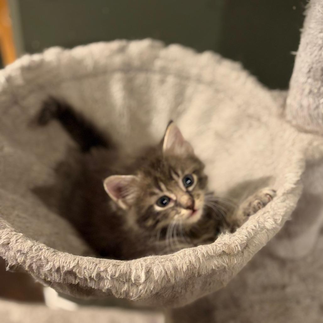 Enlarge Smokey, a Adoptable Domestic Short Hair in Wichita, KS image 2/5