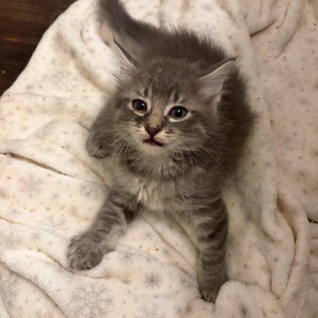 Enlarge Smokey, a Adoptable Domestic Short Hair in Wichita, KS image 3/5