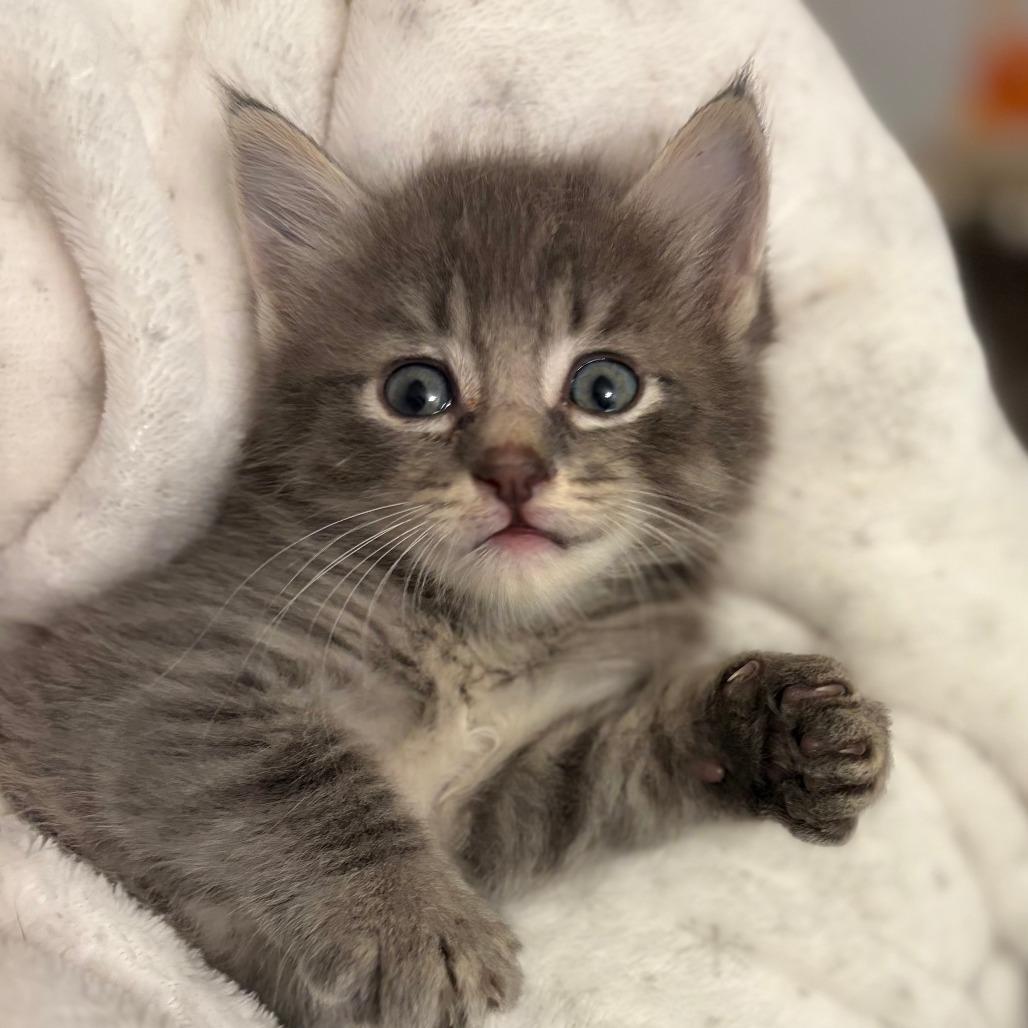 Enlarge Smokey, a Adoptable Domestic Short Hair in Wichita, KS image 4/5