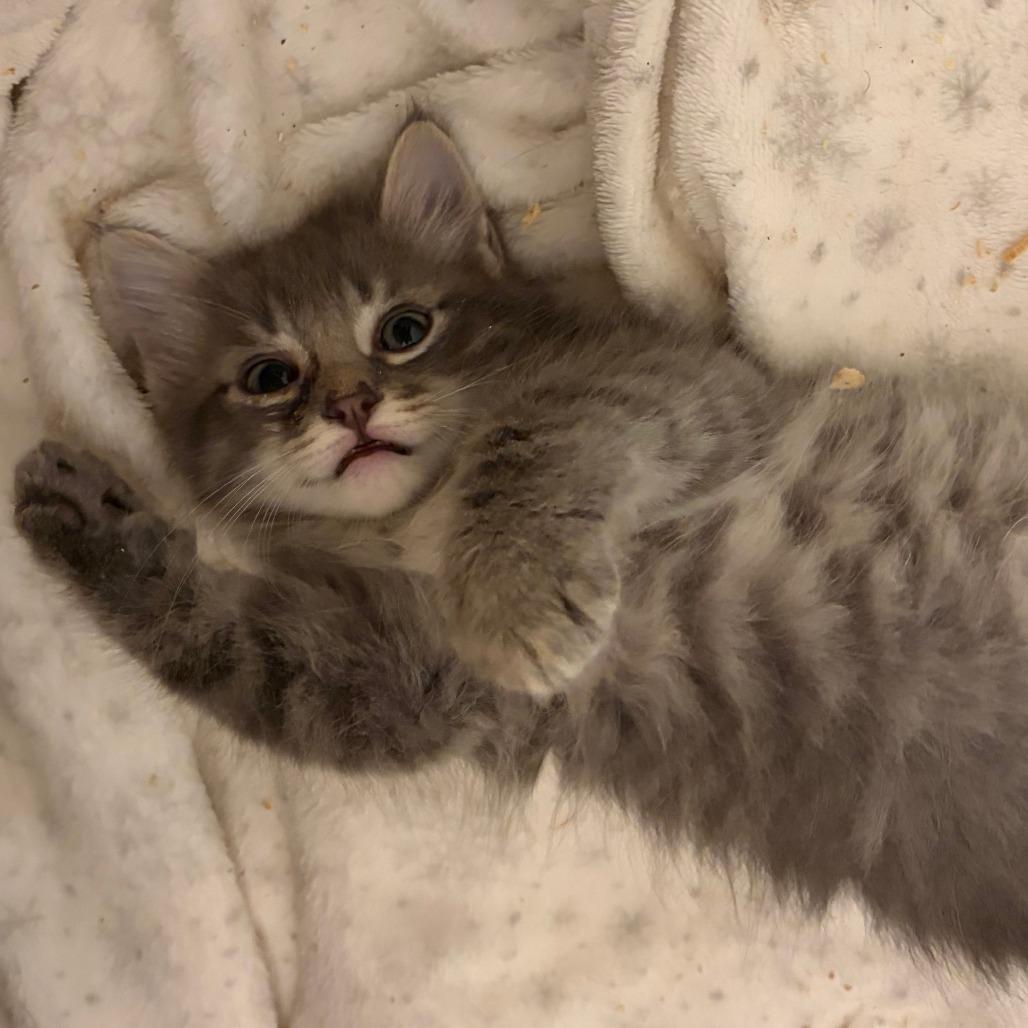 Enlarge Smokey, a Adoptable Domestic Short Hair in Wichita, KS image 5/5
