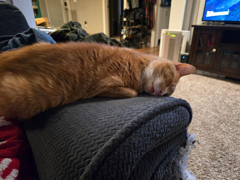 Claude, Adoptable, Senior Male Domestic Short Hair.