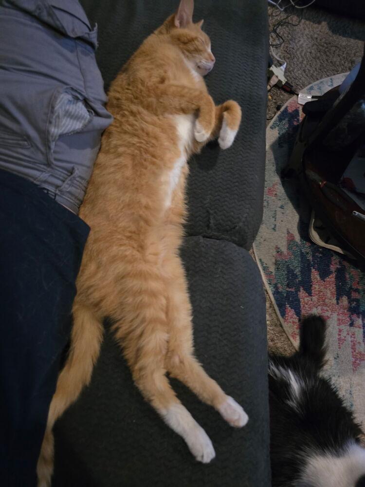 Enlarge Claude, a Adoptable Domestic Short Hair in Dayton, OH image 2/6