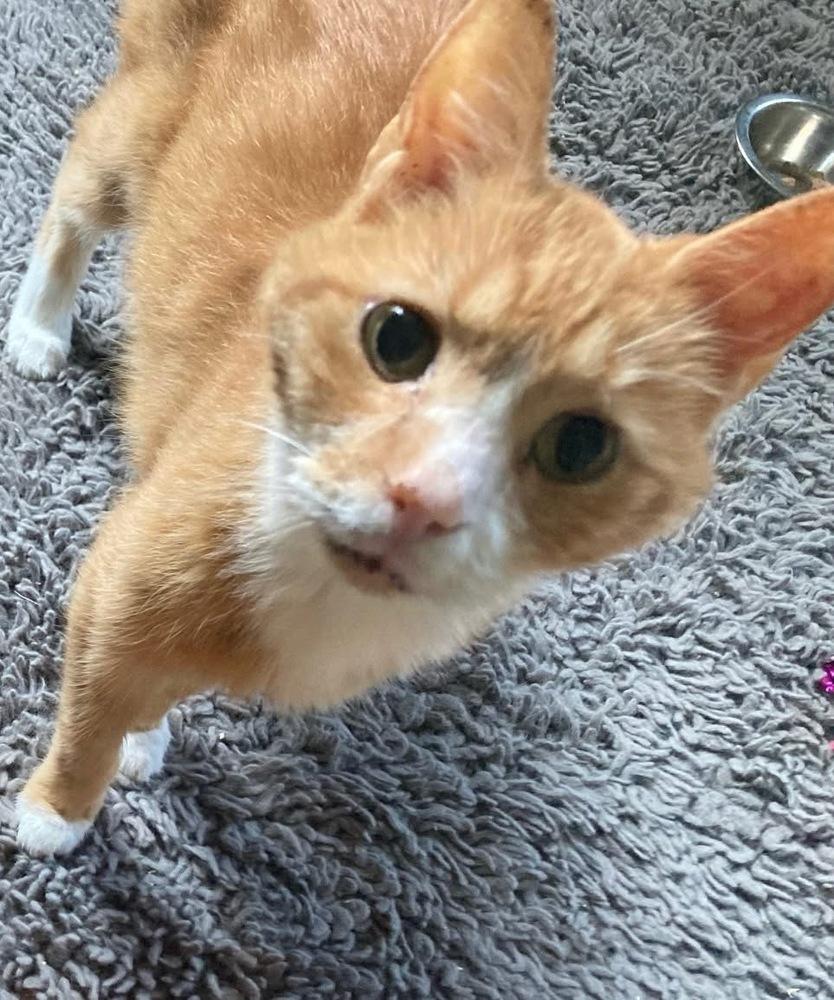 Claude, Adoptable, Senior Male Domestic Short Hair.