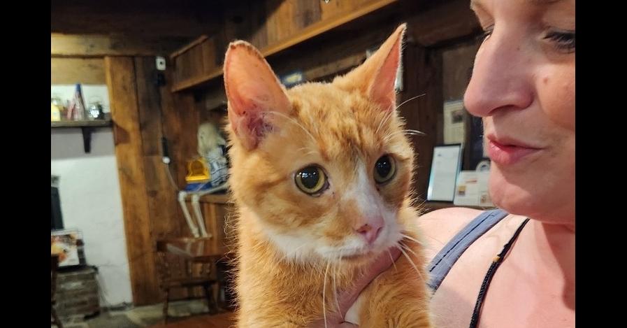 Enlarge Claude, a Adoptable Domestic Short Hair in Dayton, OH image 2/2