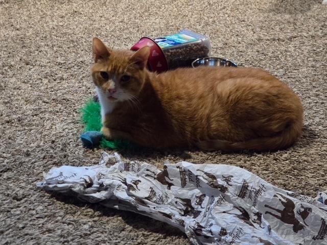 Claude, a Adoptable Domestic Short Hair in Dayton, OH image 3/4