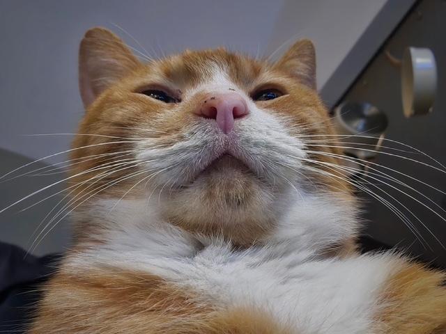 Claude, a Adoptable Domestic Short Hair in Dayton, OH image 4/4