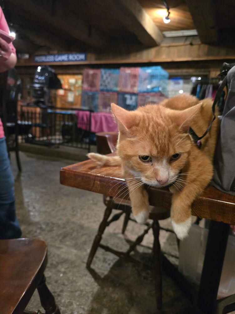 Enlarge Claude, a Adoptable Domestic Short Hair in Dayton, OH image 6/6