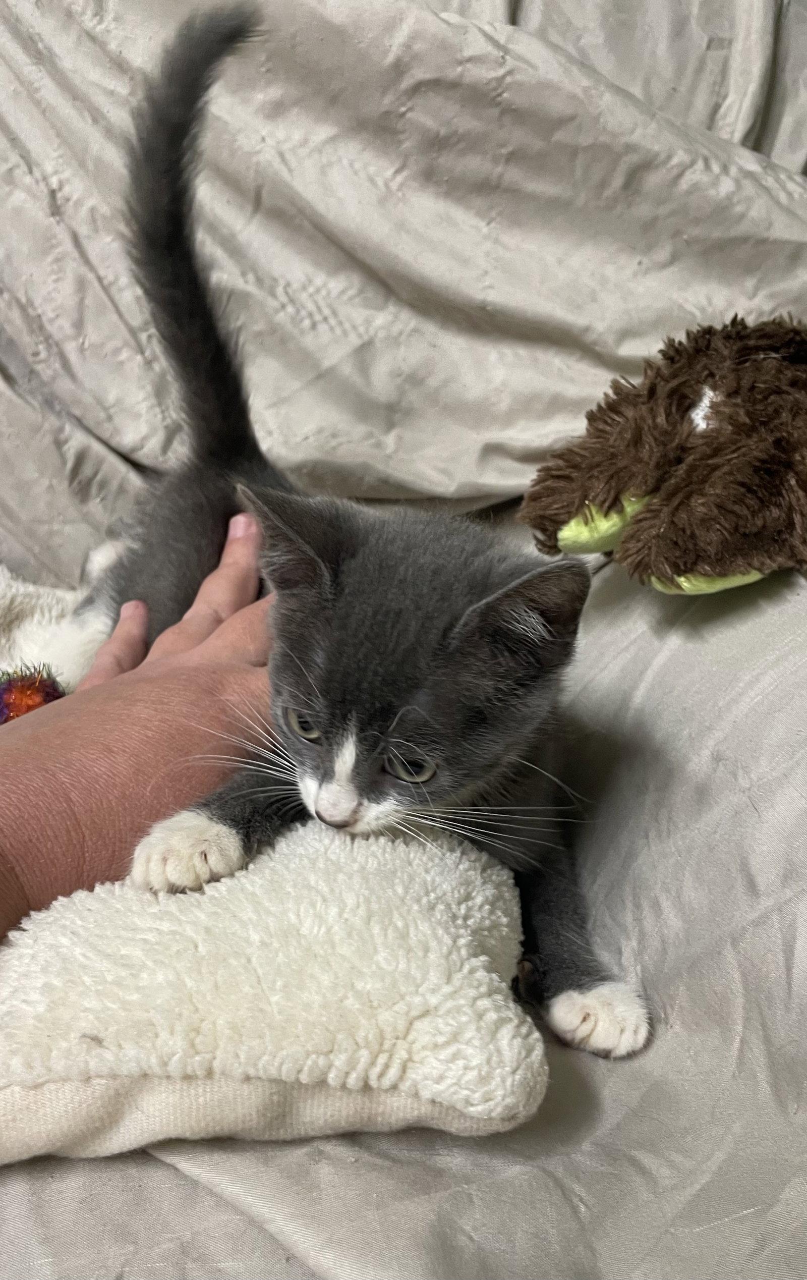 Twinkle, Adopted, Kitten Female Domestic Short Hair.