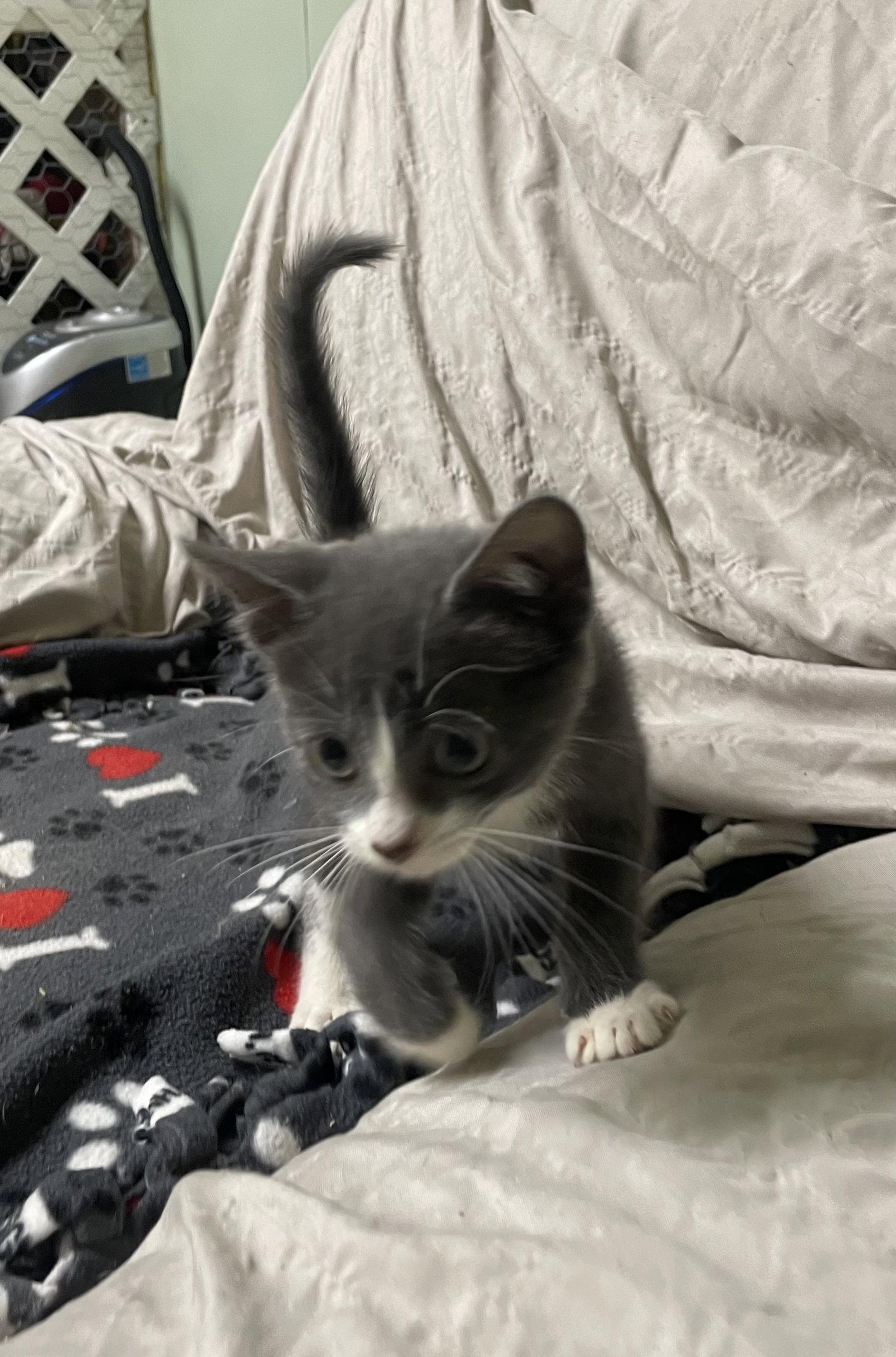 Twinkle, a Adopted Domestic Short Hair in Stover, MO image 2/3