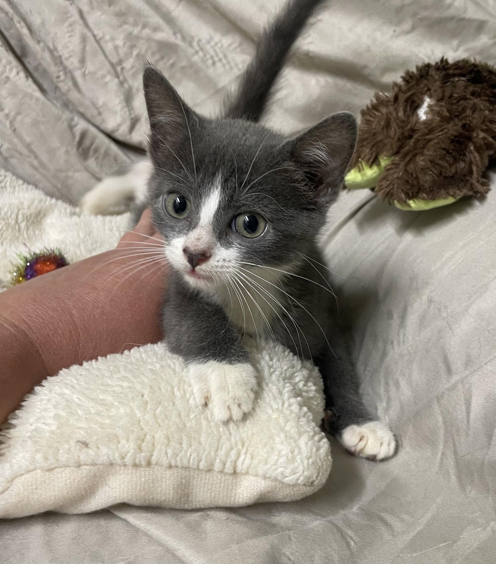 Twinkle, a Adopted Domestic Short Hair in Stover, MO image 3/3