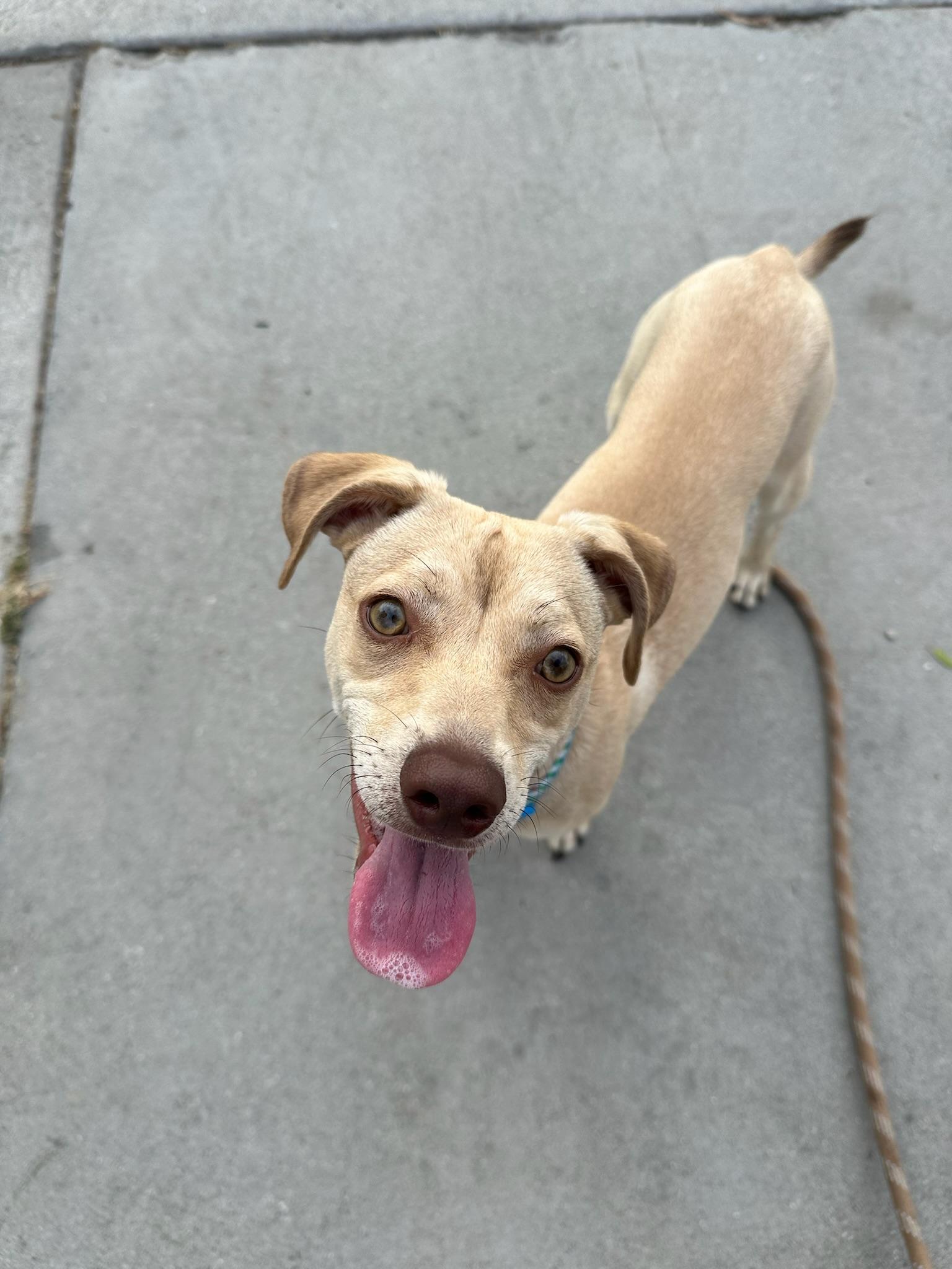 Blu, Adoptable, Young Male Chihuahua.