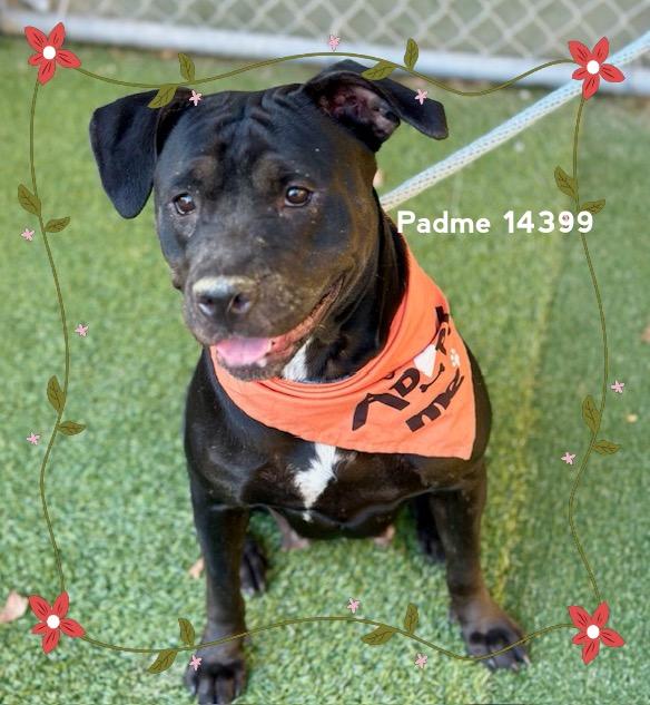 PADME, Adoptable, Adult Female Pit Bull Terrier.