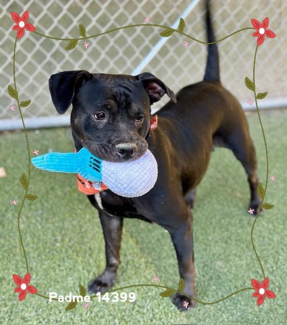 Enlarge PADME, a Adoptable Pit Bull Terrier in Marietta, GA image 2/6