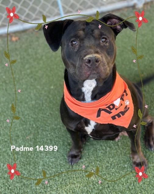Enlarge PADME, a Adoptable Pit Bull Terrier in Marietta, GA image 6/6