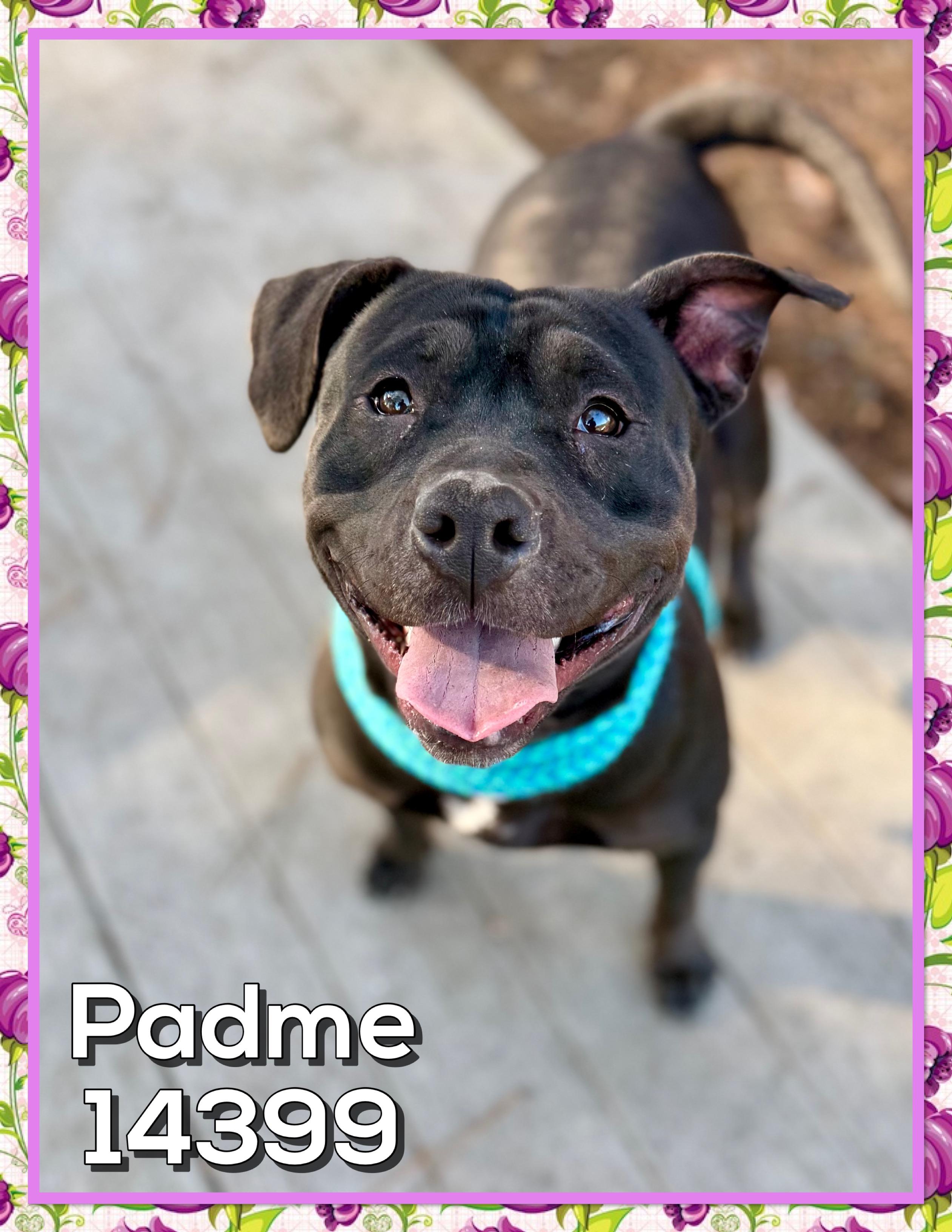 PADME, Adoptable, Adult Female Pit Bull Terrier.