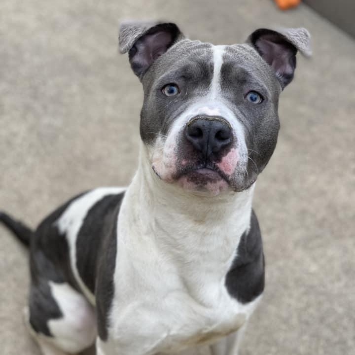 Usher, Adoptable, Adult Male American Bulldog & American Bully.