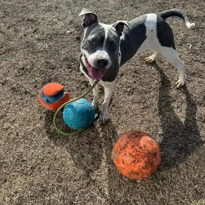 Usher, an adoptable American Staffordshire Terrier, American Bulldog in Chicago, IL, 60614 | Photo Image 2