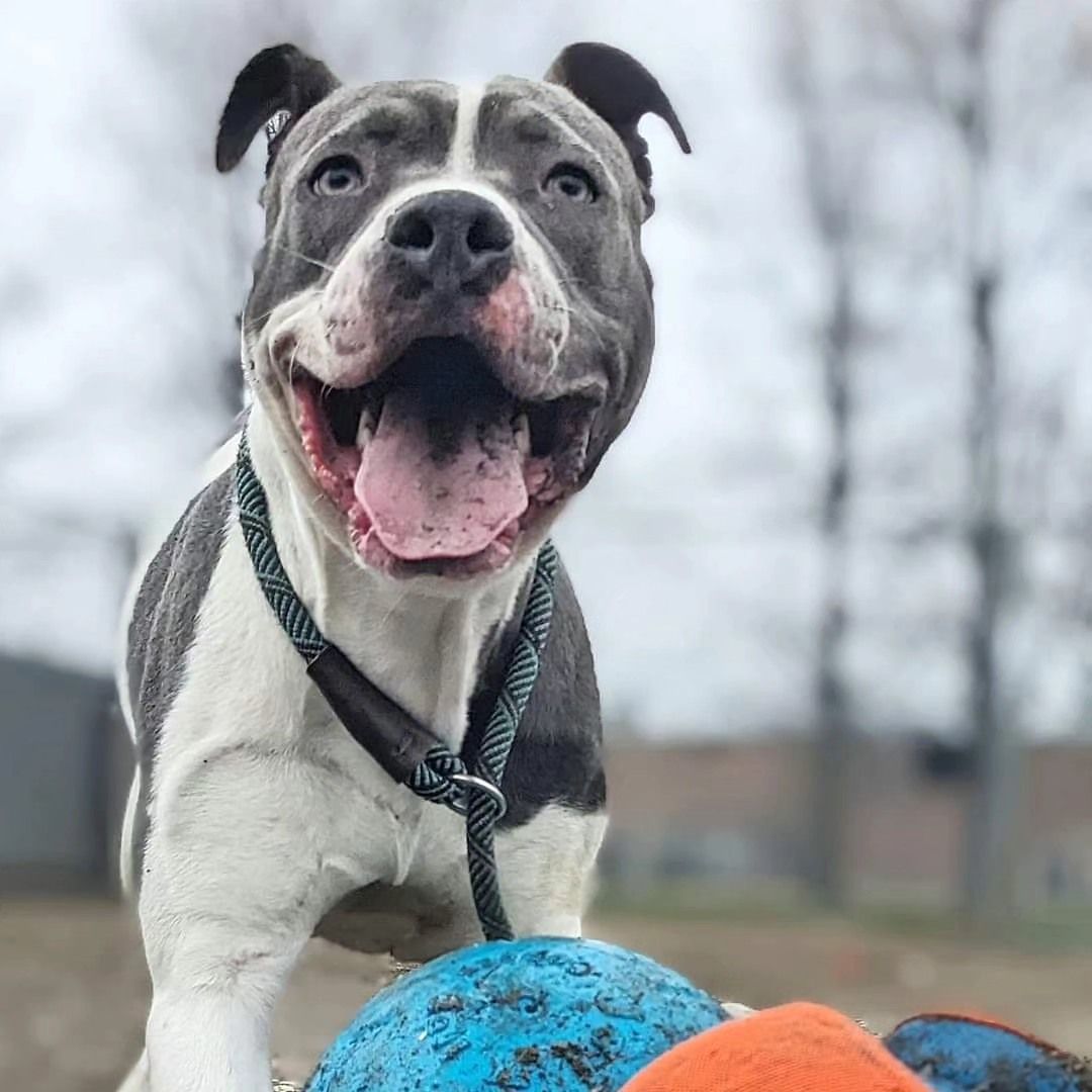Usher, an adoptable American Staffordshire Terrier, American Bulldog in Chicago, IL, 60614 | Photo Image 3