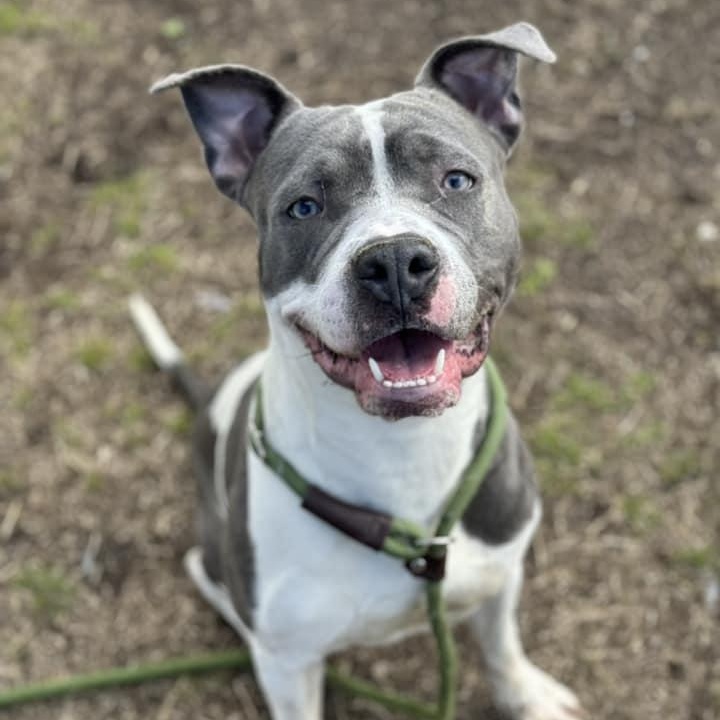 Enlarge Usher, a Adoptable mixed breed in Chicago, IL image 2/6