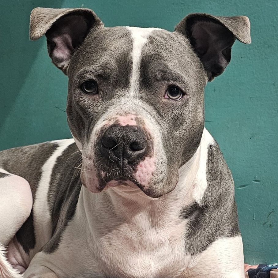 Usher, an adoptable American Staffordshire Terrier, American Bulldog in Chicago, IL, 60614 | Photo Image 1