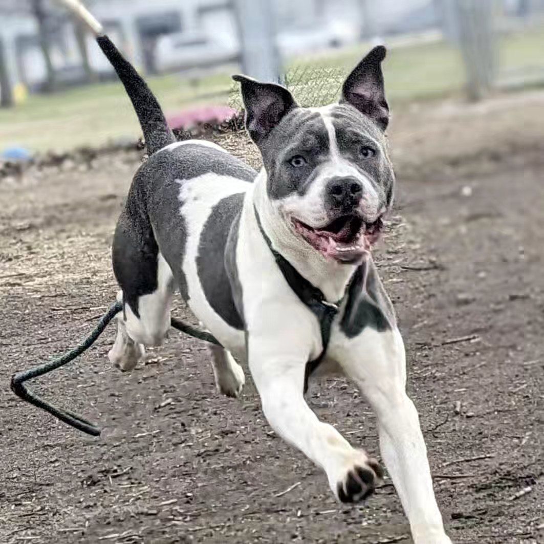 Usher, an adoptable American Staffordshire Terrier, American Bulldog in Chicago, IL, 60614 | Photo Image 4