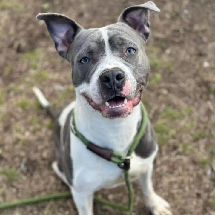 Usher, an adoptable American Staffordshire Terrier, American Bulldog in Chicago, IL, 60614 | Photo Image 5