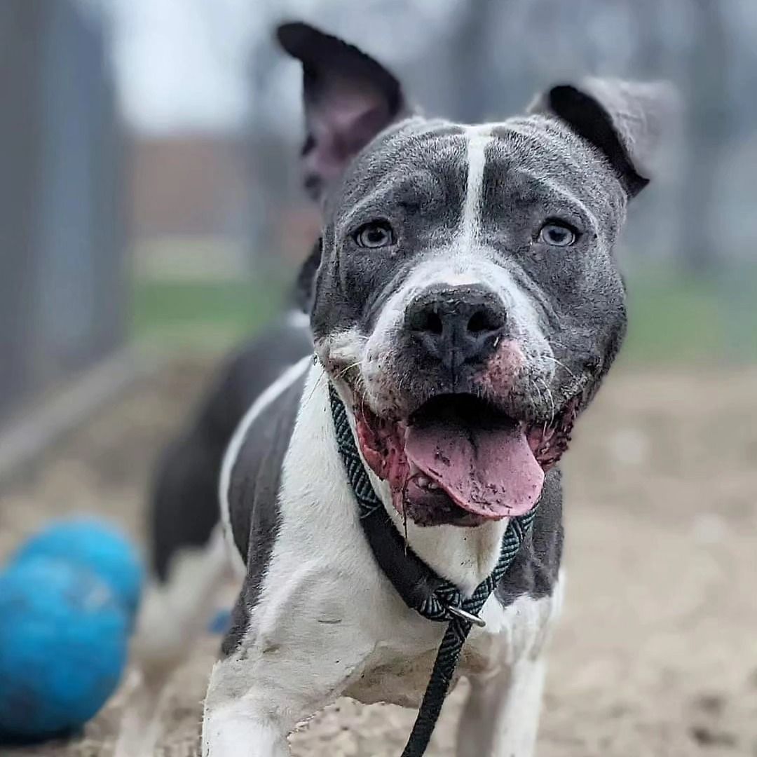 Usher, an adoptable American Staffordshire Terrier, American Bulldog in Chicago, IL, 60614 | Photo Image 6