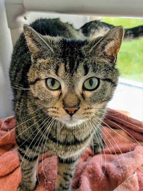 Enlarge BEA, a Adoptable Domestic Short Hair in Bloomington, IL image 1/1