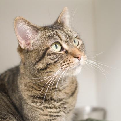 Jessabell, Adoptable, Adult Female Domestic Short Hair & Domestic Short Hair.
