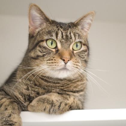 Enlarge Jessabell, a Adoptable Domestic Short Hair in Verona, WI image 2/3