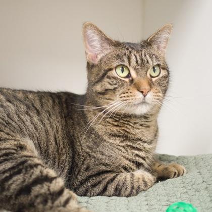 Enlarge Jessabell, a Adoptable Domestic Short Hair in Verona, WI image 3/3