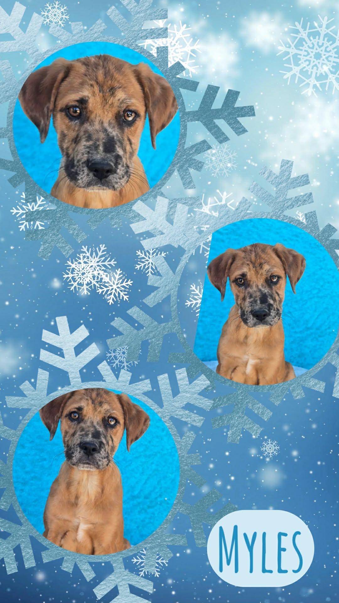 Myles, ADOPTABLE, Puppy Male Boxer & Labrador Retriever.