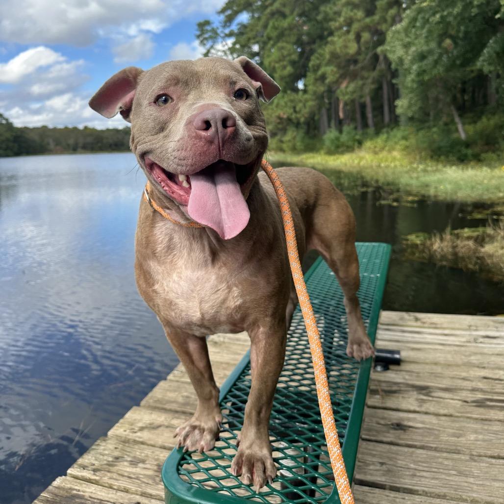 Enlarge Spike, a Adoptable mixed breed in Palestine, TX image 1/6