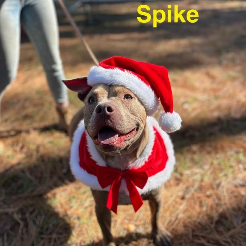 Enlarge Spike, a Adoptable mixed breed in Palestine, TX image 2/6