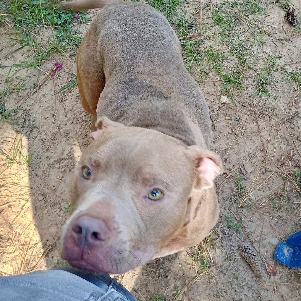 Enlarge Spike, a Adoptable mixed breed in Palestine, TX image 3/6