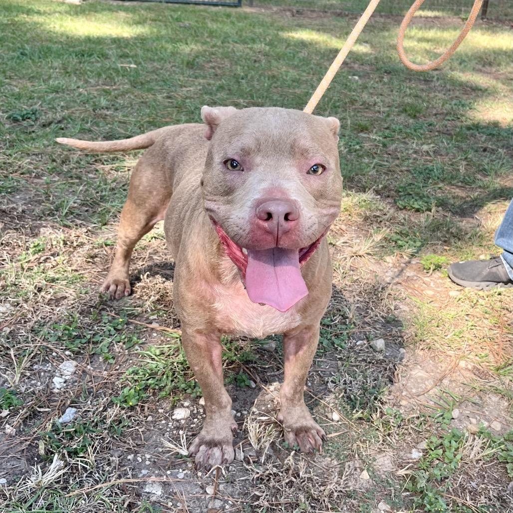 Enlarge Spike, a Adoptable mixed breed in Palestine, TX image 4/6